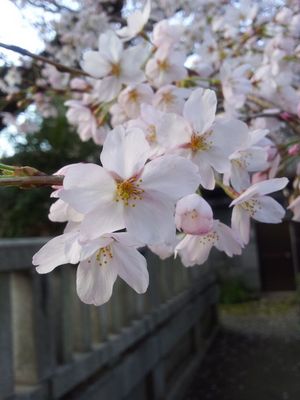 20120406_162230.jpg