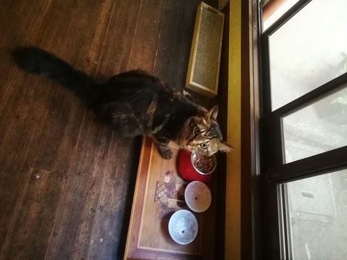 IMG_20180730_075809.jpg