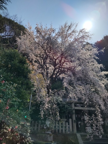IMG_20250406_101757518_HDR.jpg