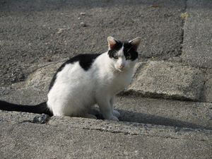 P1000393.jpg