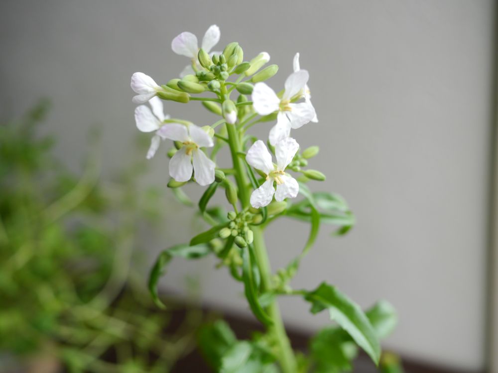 野菜リサイクル３ だいこんの花 ほへと のブログ