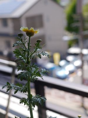 P1220013.jpg