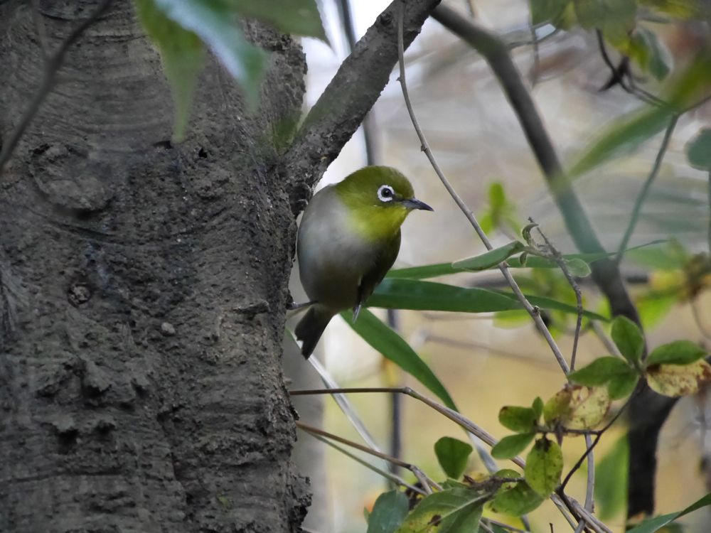 嵐山の野鳥 1412 ほへと のブログ
