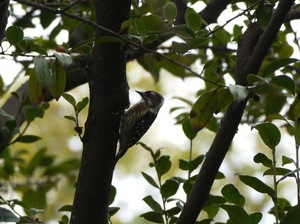 bg_P1060536.jpg