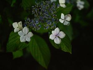 bg_P1150834.jpg