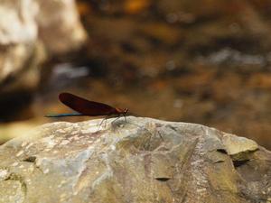 bg_P6032226.jpg