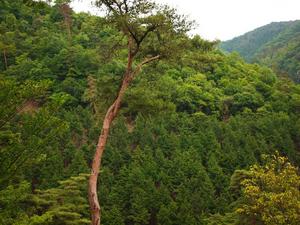 bg_P6032233.jpg