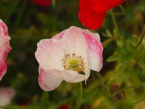 bg_P6032245.jpg