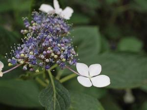 bg_P6193277.jpg