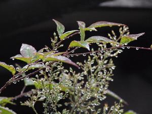 bg_P6213410.jpg