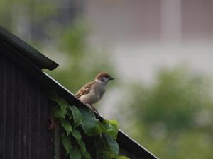 bg_P7054033.jpg