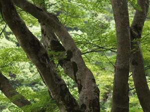 bg_P7054034.jpg