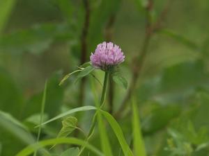 bg_P7054057.jpg