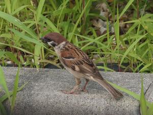 bg_P7054096.jpg