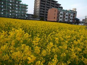 th_P1050783.jpg