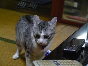 th_P1090421.jpg